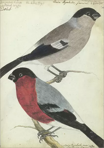 Finches, 1805. Creator: Jan Brandes