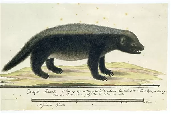 Mellivora capensis (Honey-badger), 1773-1780. Creator: Robert Jacob Gordon