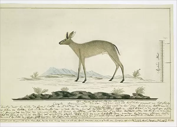 Sylvicapra grimmia (Common Duiker), 1777-1786. Creator: Robert Jacob Gordon