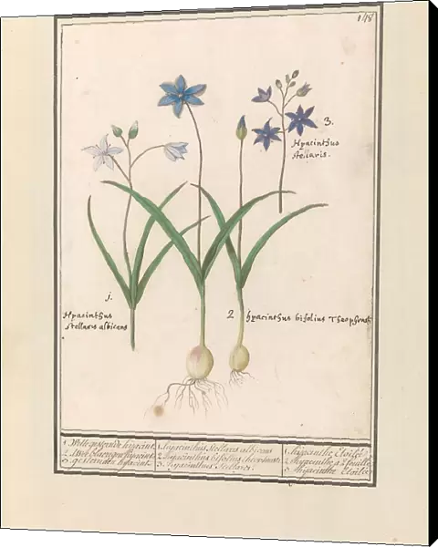 Star Hyacinth (Scilla), 1596-1610. Creators: Anselmus de Boodt, Elias Verhulst