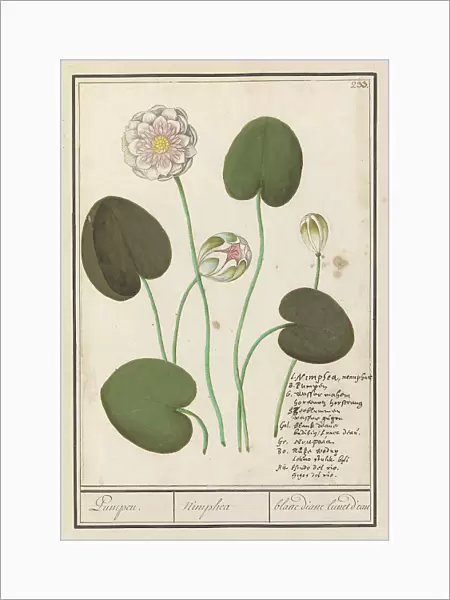 White water lily (Nymphaea alba), 1596-1610. Creators: Anselmus de Boodt, Elias Verhulst