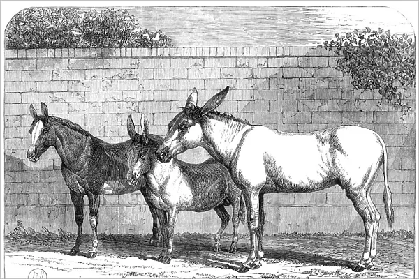 Prize donkeys and mule at the Show in the Agricultural Hall, Islington, 1864. Creator: Unknown