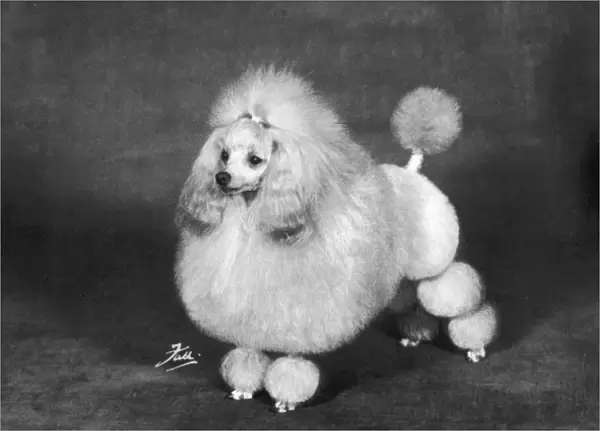 Fall  /  Crufts  /  1966  /  Poodle