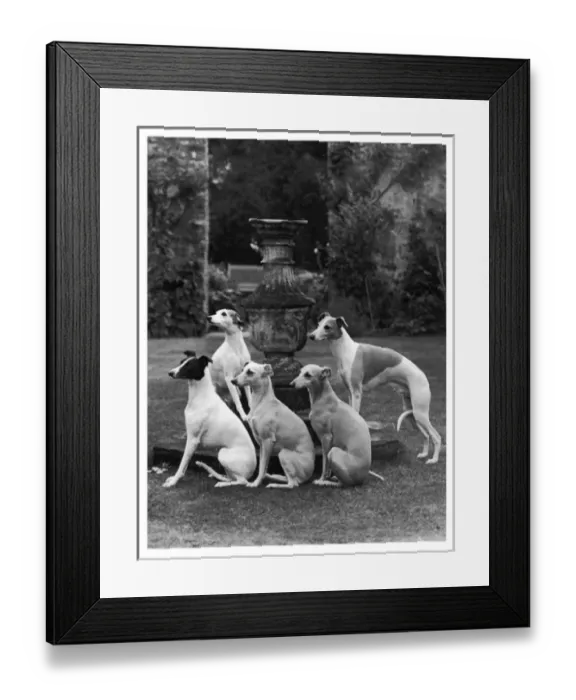 Framed Print : Whippet Group Print Featuring Seagift Whippets Around a Fountain Framed Print : Whippet Group Print Featuring Seagift Whippets Around a Fountain