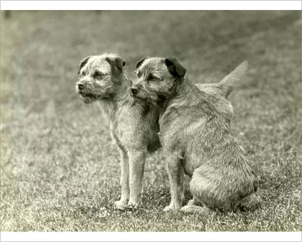 Fall  /  Border Terrier  /  1938