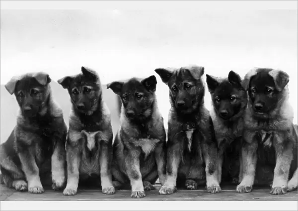 Fall  /  Elkhound  /  Puppies