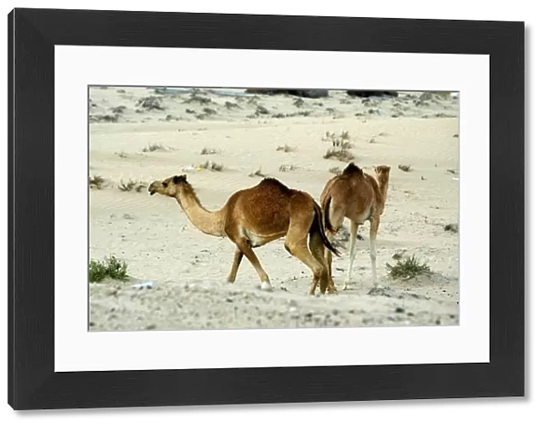 Dubai Autodrome and Business Park: Wild camels run free