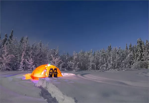 A Glowing Tent Covered In String Lights Sits In The Middle Of An Snowy Spruce Forest, Snowshoes In The Deep Snow Outside The Tent, Moonlight Casting Shadows On A Clear Winter Night, Interior Alaska; Gakona, Alaska, United States Of America