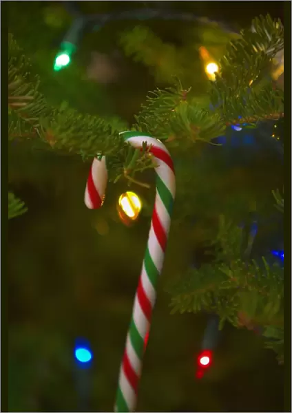 Candy Cane On A Tree