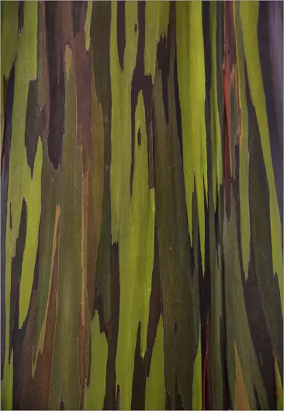 Bark Of The Rainbow Eucalyptus (Eucalyptus Deglupta); Hawaii, United States Of America