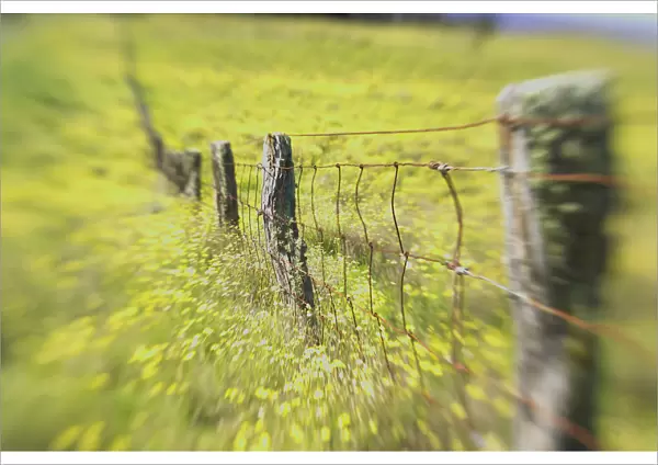 Hawaii, Big Island, Kohala Mountains, Parker Ranch, Field Of Yellow Wildflowers With A Fence Running Through It