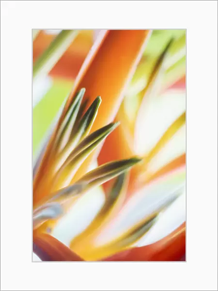 Abstract Close-Up View Of Heliconia