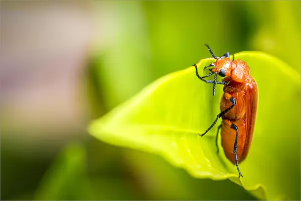 Orange Beetle On A Leaf; Gulu, Uganda
