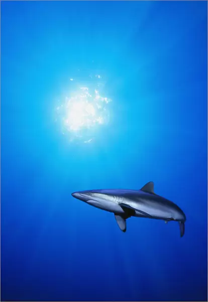 Shark illuminated by underwater sunlight