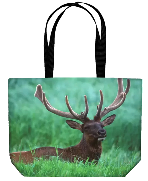 Male elk with velvet on antlers
