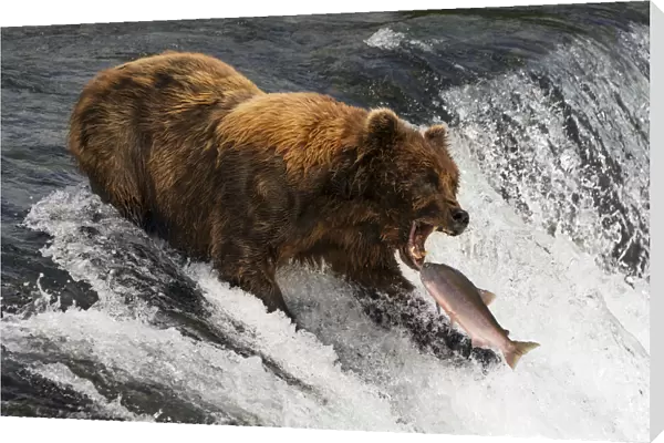 A Brown Bear (ursus arctos) about to catch salmon in mouth