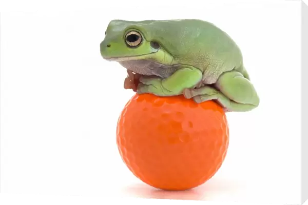 Frog Sitting On A Golf Ball