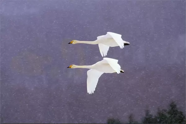 Whooper Swans Flying In Falling Snow
