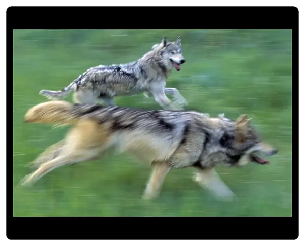 Wolves Running In Mountain Meadow, Blurred Focus