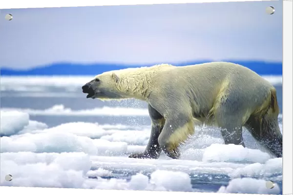 Polar Bear Running On An Ice Flow In Wager Bay, Canada