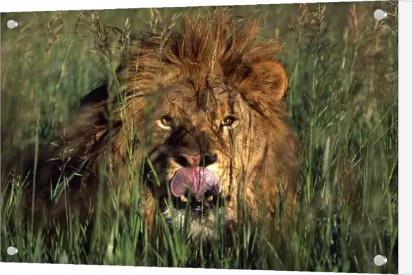 Lion Licking His Lips