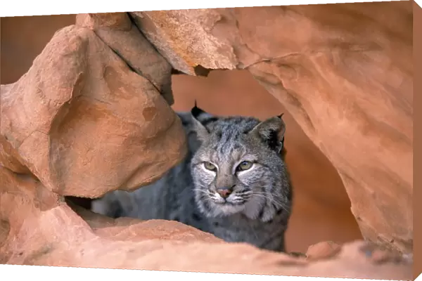 Bobcat In Sandstone Formation
