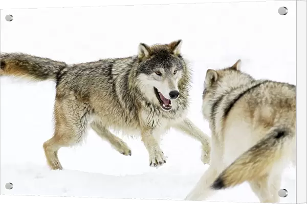 Aggressive Wolves