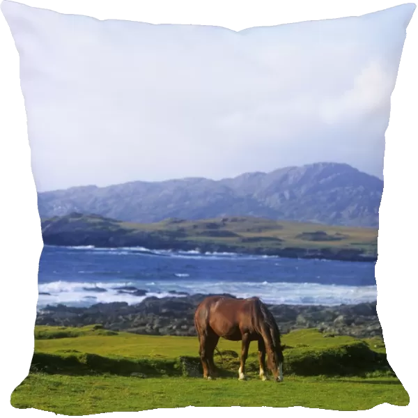Horse Grazing In A Field, Beara Peninsula, Allihies, County Cork, Republic Of Ireland