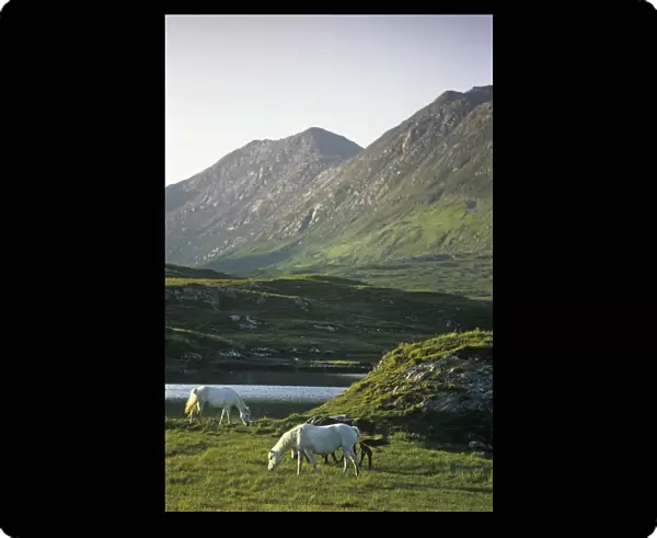 Horses Grazing On A Landscape, County Kerry, Republic Of Ireland