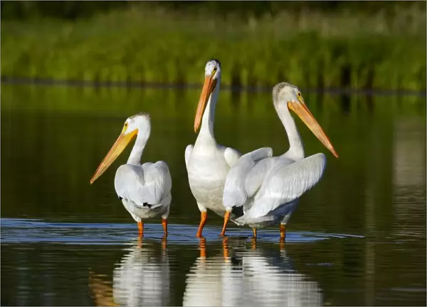 Pelicans In The Water