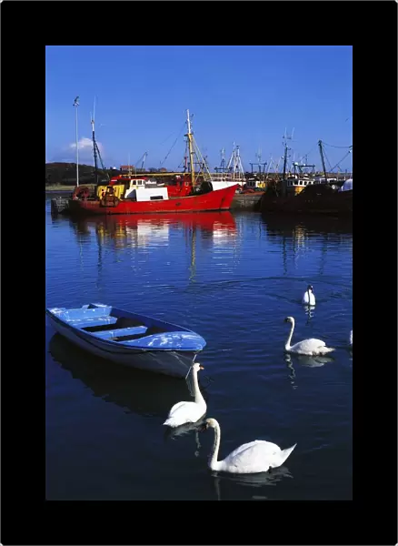 Ardglass, Co Down, Ireland; Swans Near Fishing Boats