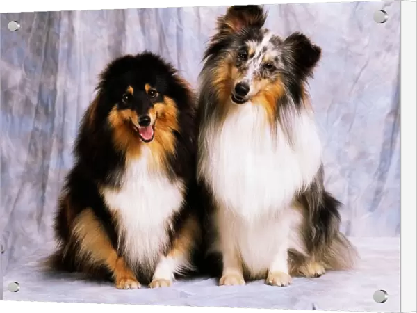 Shetland Sheepdogs; Portrait Of Two Dogs