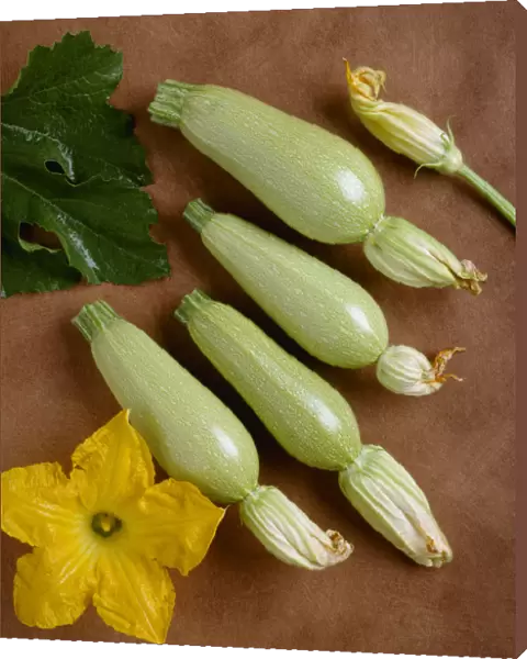 Agriculture - Grey Zucchini On A Copper Surface; Variety Anita Type, Studio