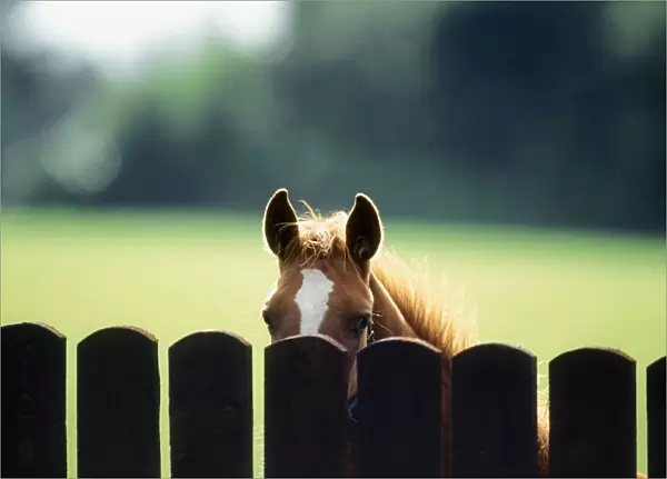 Thoroughbred Horses, Foal Looking Over Fence