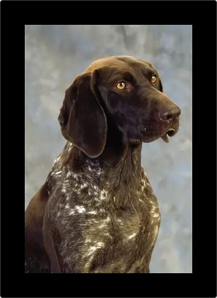 German Pointer; Portrait Of A Dog