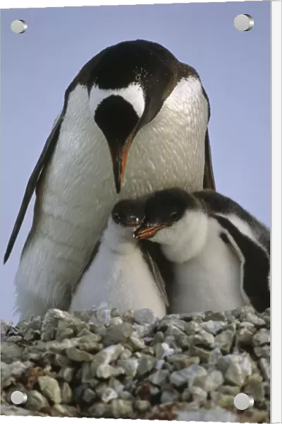 Gentoo Penguin Parent & Chicks Huddled Together  /  Nnew Island Falkland Islands