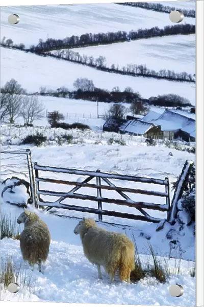Sheep, Ireland; Sheep And A Farm During Winter In Ireland