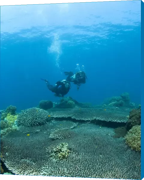 Apo Island Marine Park, Philippines, Asia; Scuba Diver