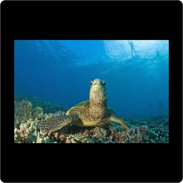 Maui Hawaii Usa; Green Sea Turtle Cleaning Station