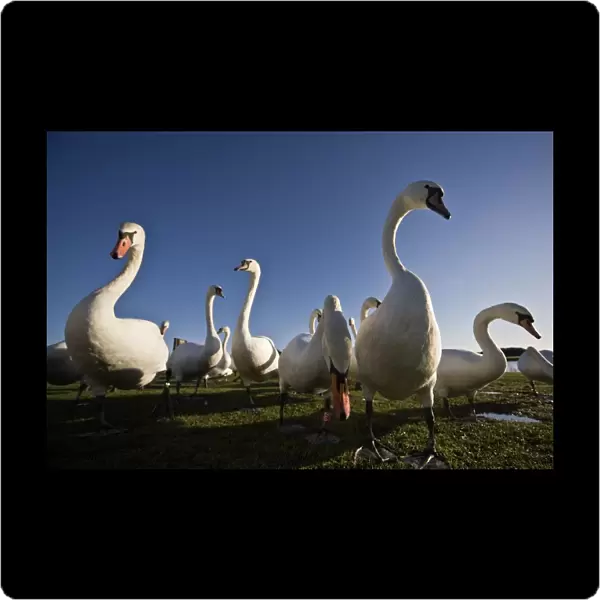 A Group Of Swans