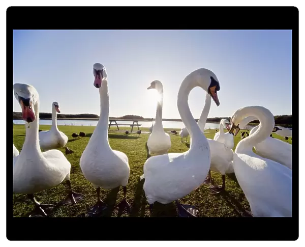Swans Outdoors