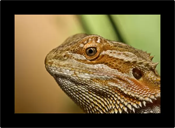 Bearded Dragon Lizard (Pogona)