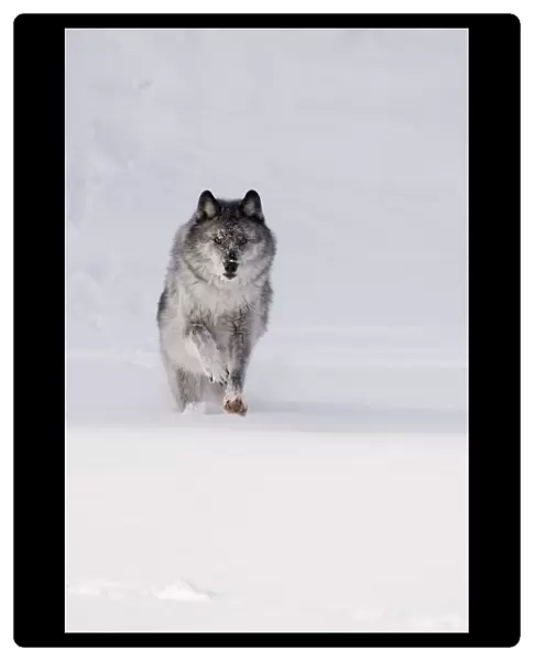 Wolf Running In The Snow
