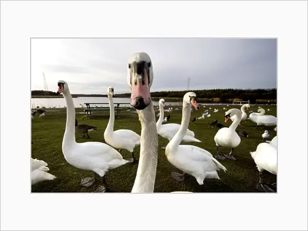 Large Flock Of Swan On Land