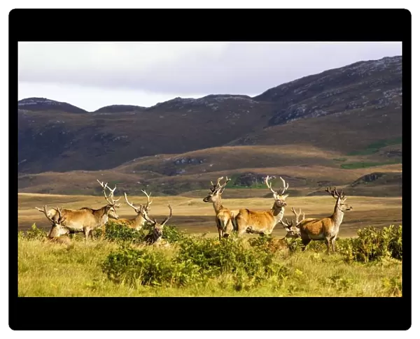 Island Of Islay, Scotland; Male Deer Roaming The Hills