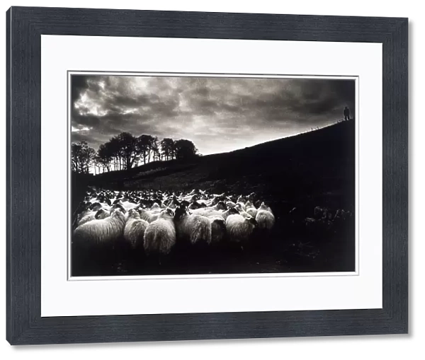 Sheep; Ireland