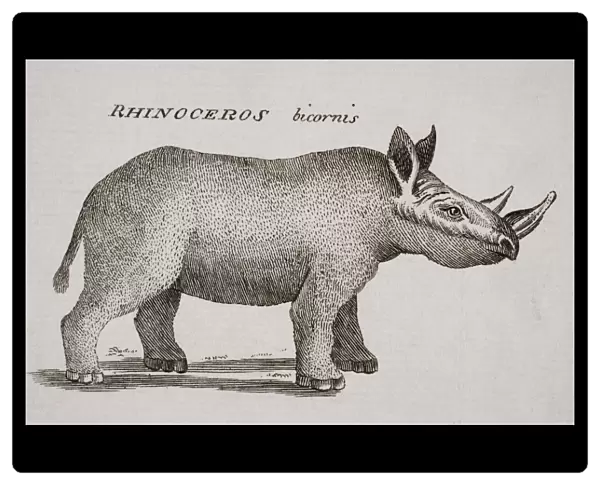 Rhinoceros Bicornis. Engraved By P. Halpin 18Th Century