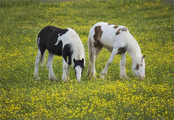 Horses Grazing, County Tyrone, Ireland