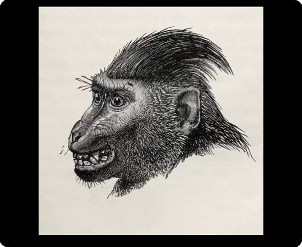 Cynopithecus Niger In A Placid Condition. Illustration Drawn From Life By Mr. Wolf From The Book The Expression Of The Emotions In Man And Animals By Charles Darwin, Published 1904