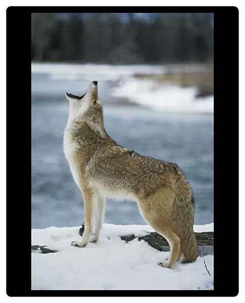 Coyote Howling On Snowy Riverbank